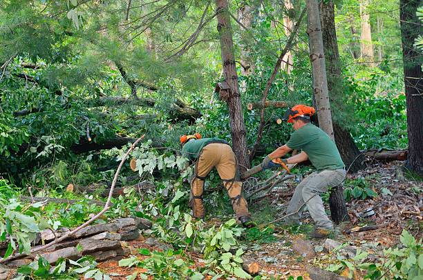 Best Emergency Storm Tree Removal  in Cassville, MO